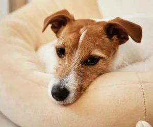 product-thumb-16_optimized